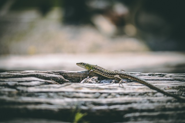 Free Lizard Nature photo and picture