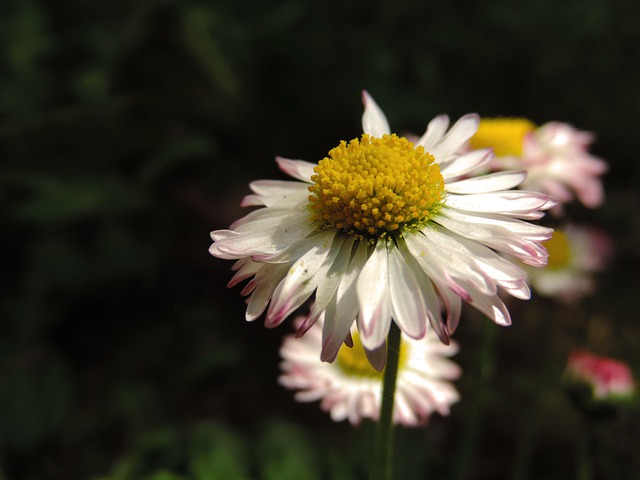 Free Daisy Flower photo and picture