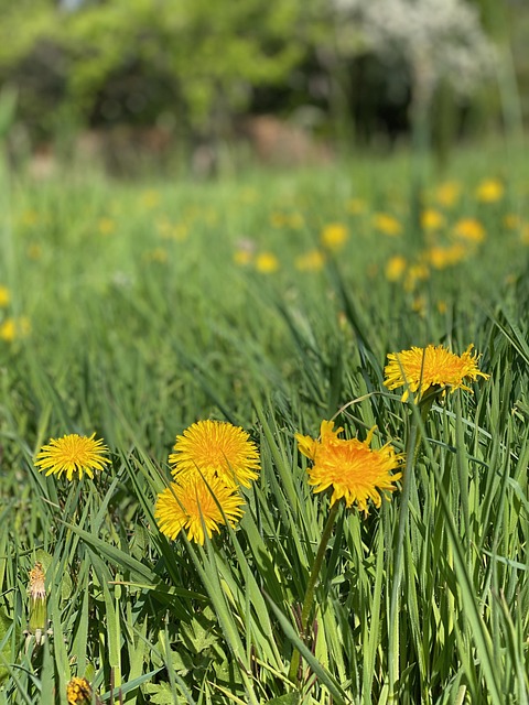 Löwenzahn, Bergwiese