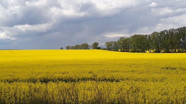 Free Yellow Polia photo and picture
