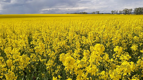 Free Yellow Polia photo and picture