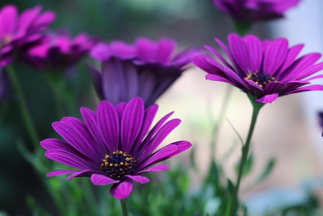 Star Ogen, Afrikaanse Daisy, Paars