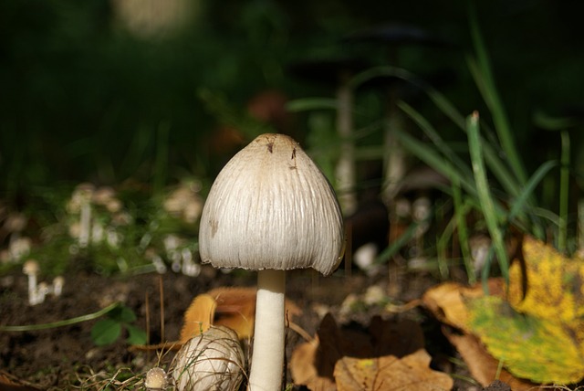 Free Mushrooms Forest photo and picture