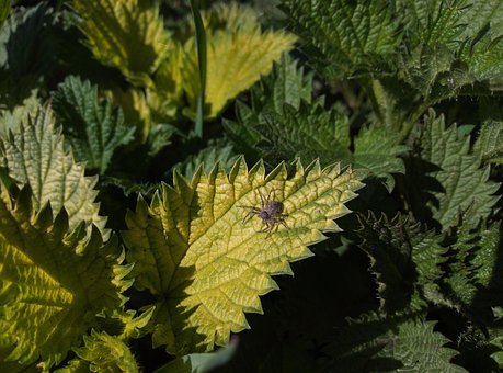 Free Nettle Grass photo and picture