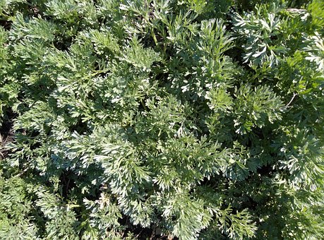 Free Bushes Grass photo and picture