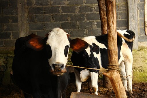 Bauernhof, Kuh, Vieh, Horn, Ländlich