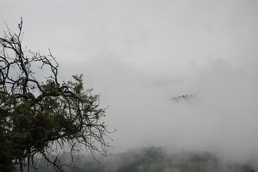 Nebel, Geheimnis, Wald, Atmosphäre