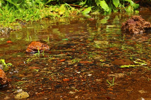 Pfütze, Natur, Weide, Böden, Regen