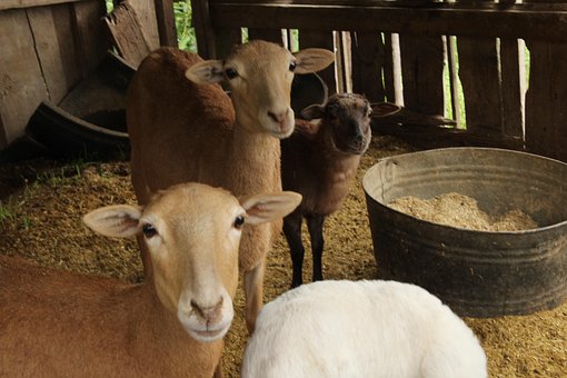 Bauernhof, Tiere, Vieh, Die Schafe