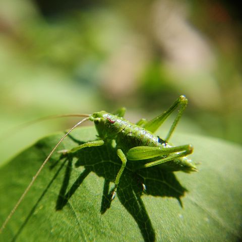 Mas De 1 Fotos De Sauterelle Y Insectos Gratis