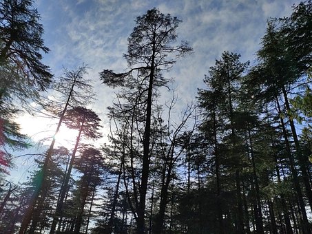 Free Deodar Cedar Kashmir photo and picture