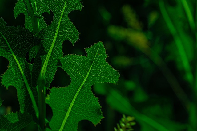 Free Green Leaf Windows Wallpaper photo and picture