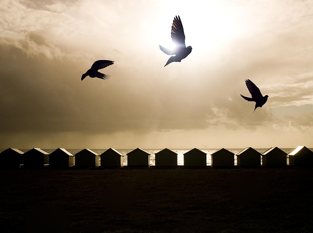 Free Birds Flying Brighton Beach Huts photo and picture