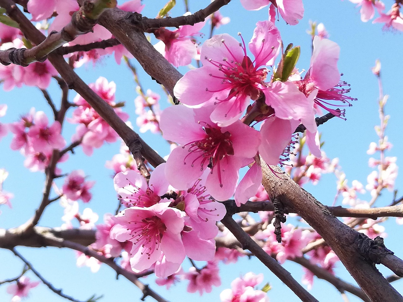 杏仁花 开花 春天 - Pixabay上的免费照片 - Pixabay