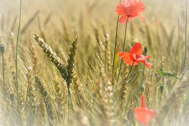 Valmue, Natur, Blomst, Vakre Blomster