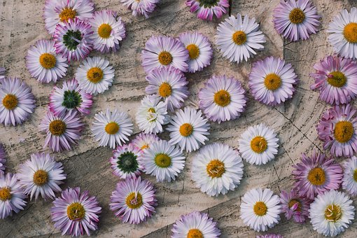 Free Flowers Flower photo and picture
