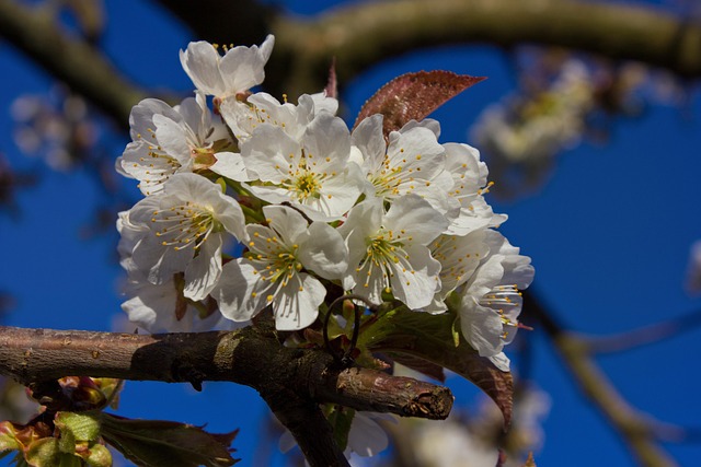 Free Spring Easter photo and picture