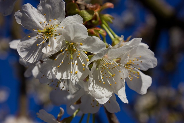Free Spring Easter photo and picture