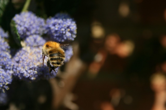 Bi, Natur, Blomst Tapet, Blomst