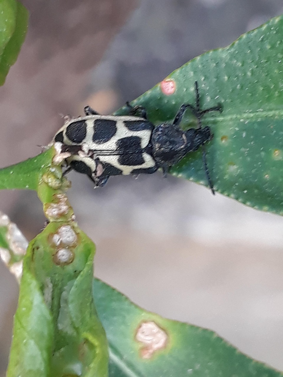 Marienkäfer Blatt An Den Fuß Einer - Kostenloses Foto auf Pixabay - Pixabay