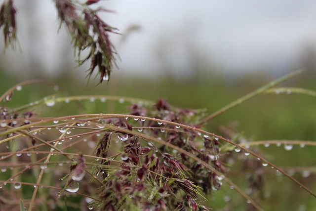 Regen, Regentropfen, Natur, Nasses Gras