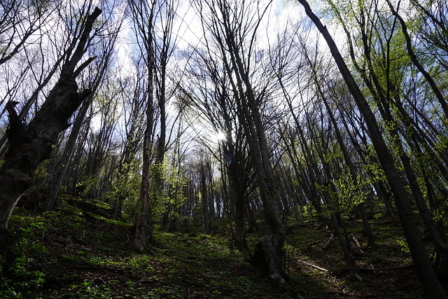 Free Nature Forest photo and picture