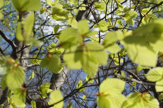 Free Leaves Foliage photo and picture