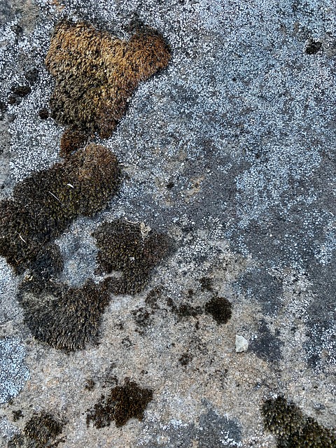 Free Moss Texture photo and picture