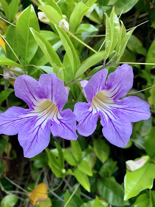 Bunga Ungu Tanaman Merambat Alam - Foto gratis di Pixabay - Pixabay