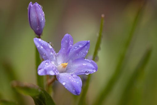 Purper, Geel, Natuur, Bloem Behang