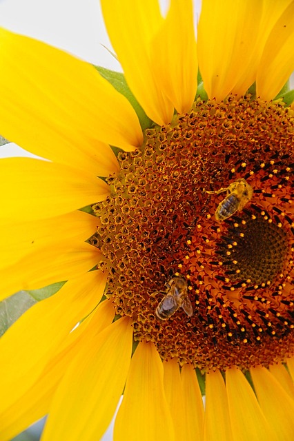 Zonnebloem, Bijen, Geel, Zomer, Natuur