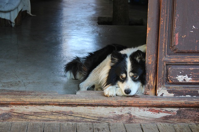 Altes Haus, Hund, Friedlich