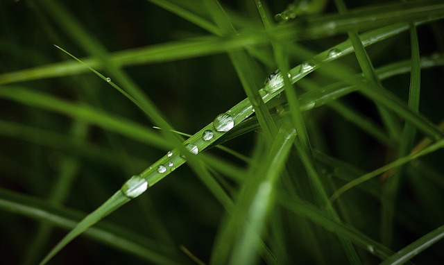 Free Grass Green photo and picture