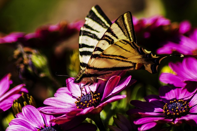 Free Flower Butterfly photo and picture