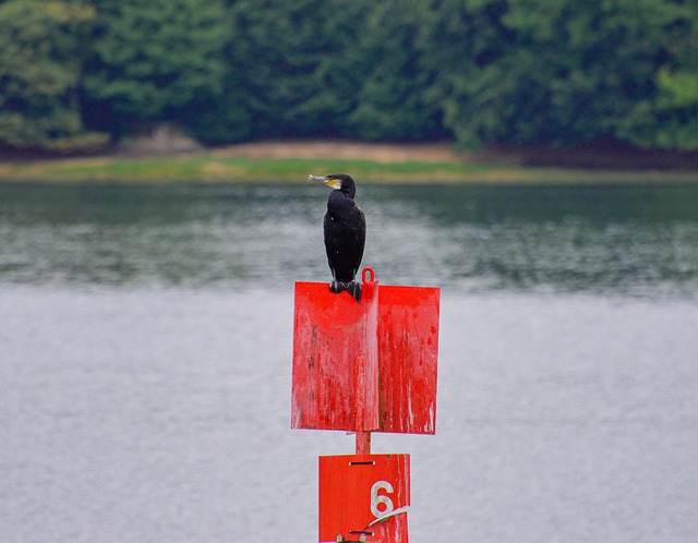Cormorán, Pájaro, Río, Lago, Estanque