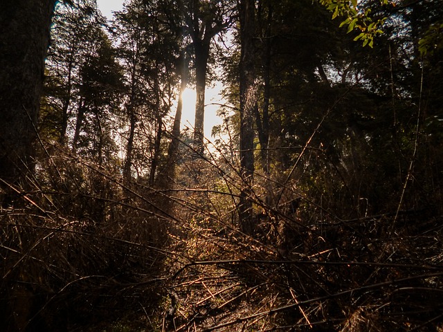 Forest, Zon, Bossen, Bomen, Herfst