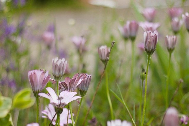Free Nature Flowers photo and picture