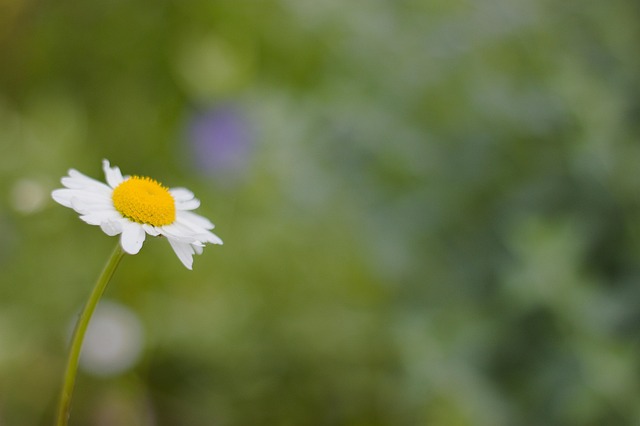 Free Daisy Flower photo and picture