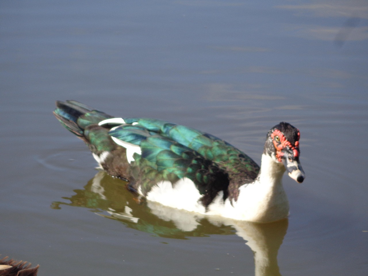 Ducks Wild Nature - Free photo on Pixabay - Pixabay