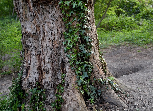 Træ, Stamme, Natur, Rod, Bark, Parkere