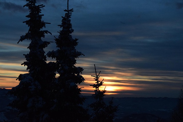 Free Winter Forest photo and picture