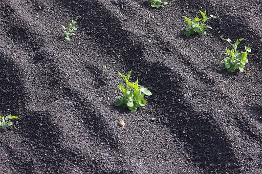 Agricultură, Plante, Creştere, Vulcanic