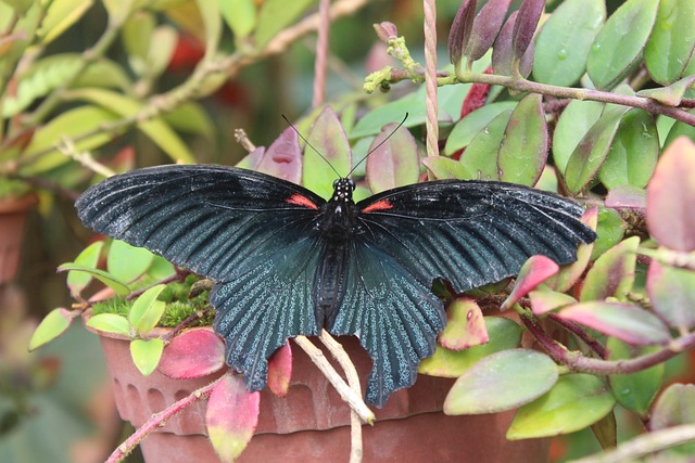 Free Butterfly Nature photo and picture