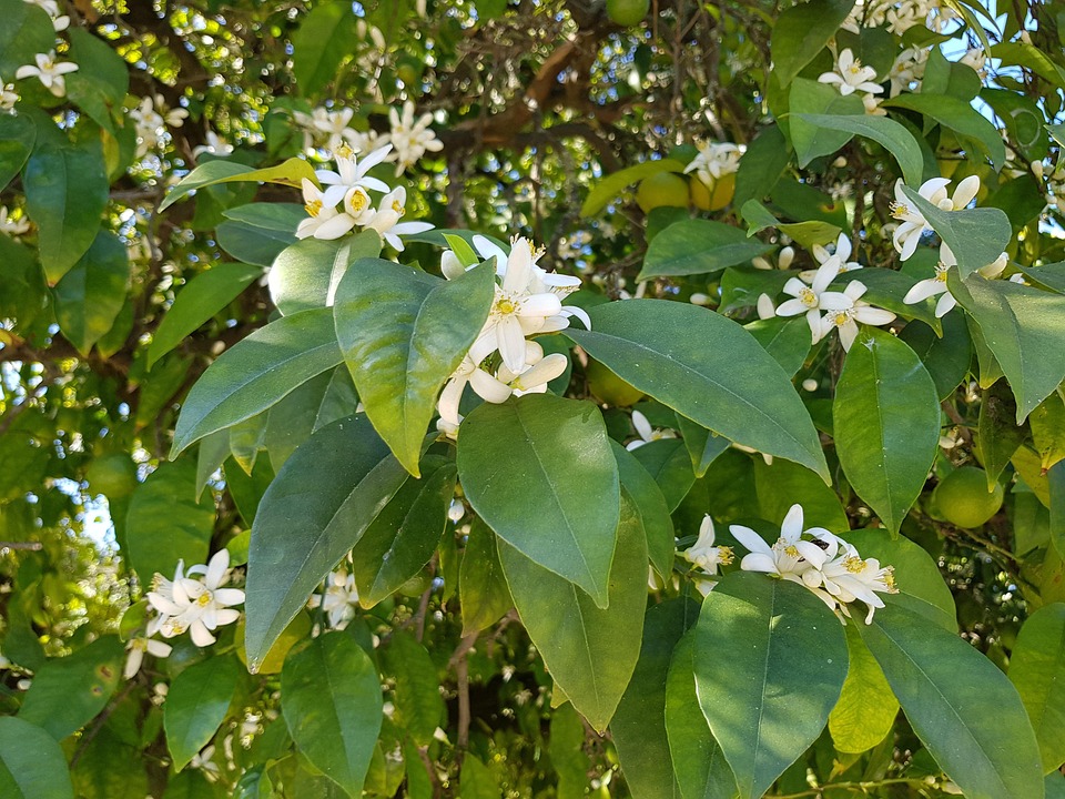 橙花 橙花盛开 - Pixabay上的免费照片 - Pixabay