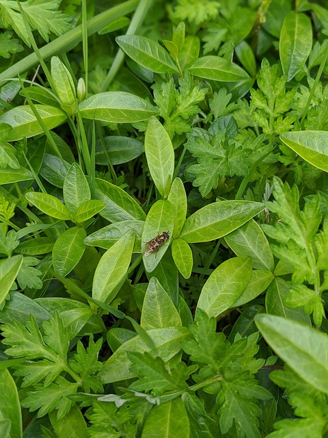 Free Green Bee photo and picture