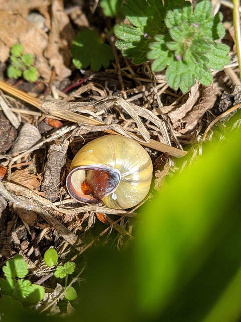 Free Snail Insect photo and picture