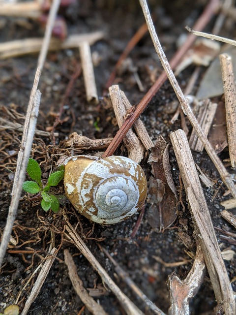 Free Snail Ground photo and picture