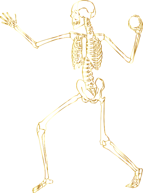 Free Skeleton Bones vector and picture