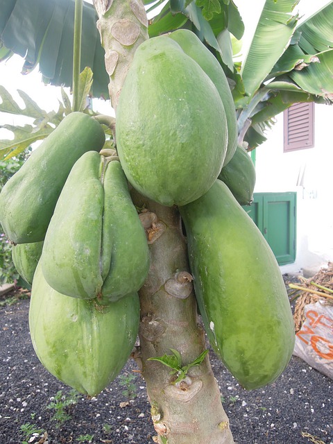 Lanzarote, Vulcanic, Vegetație, Copac