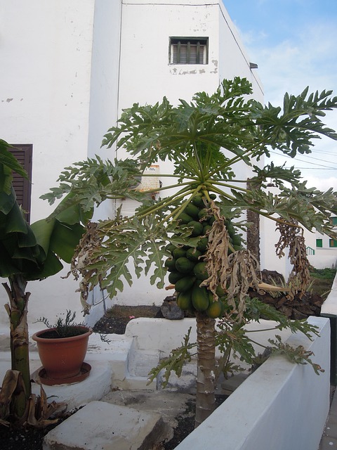 Lanzarote, Vulcanic, Vegetație, Copac